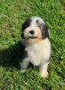 Photo №4. Je vais vendre bearded collie en ville de Tennessee City.  - prix - Gratuit