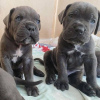 Photos supplémentaires: Chiots Cane Corso