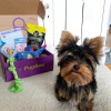 Photo №1. yorkshire terrier - à vendre en ville de Manila | négocié | Annonce №75336