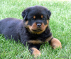 Photo №1. rottweiler - à vendre en ville de Berlin | négocié | Annonce №97241