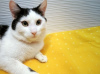 Photos supplémentaires: Un jeune chat très affectueux, Zucchini, cherche de toute urgence un foyer