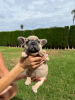 Photo №1. bouledogue - à vendre en ville de Валенсия | négocié | Annonce №117001