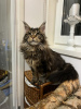 Photo №3. Maine Coon. La finlande