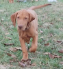 Photo №3. Magnifique chiot Vizsla hongrois. Hongrie