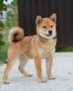 Photo №3. Chiots Shiba Inu. Serbie