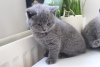 Photo №4. Je vais vendre british shorthair en ville de Дортмунд. de la fourrière, de l'abri, éleveur - prix - 450€