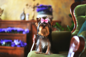 Photo №4. Je vais vendre yorkshire terrier en ville de Kiev. de la fourrière, éleveur - prix - 1500€