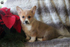 Photo №2 de l'annonce № 63527 de la vente welsh corgi - acheter à USA 