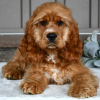 Photo №1. cocker spaniel anglais - à vendre en ville de Bogotá | 189€ | Annonce №45706