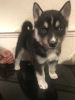 Photo №1. malamute de l'alaska - à vendre en ville de Berlin | 300€ | Annonce №70862