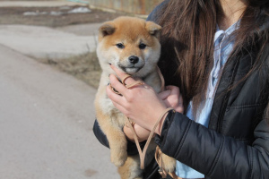 Photo №1. shiba - à vendre en ville de Ufa | 710€ | Annonce №1806