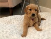 Photo №1. golden retriever - à vendre en ville de Texas City | 473€ | Annonce №56558