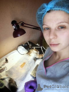 Photo №1. Services vétérinaires en ville de Kharkov. Price - 12€. Annonce № 7399