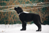 Photo №2 de l'annonce № 37069 de la vente buryat wolfhound mongol - acheter à Fédération de Russie de la fourrière, éleveur
