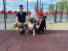 Photo №3. American Bully Pocket Champagne Femme. Serbie