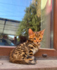 Photo №3. Merveilleux chatons du Bengale. Kazakhstan