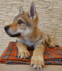 Photo №1. chien-loup tchécoslovaque - à vendre en ville de Soligorsk | 1018€ | Annonce №37343