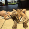 Photo №3. serval,caracal,savannah. Australie