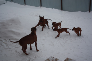 Photos supplémentaires: Chiots Rhodesian Ridgeback à la recherche de propriétaires