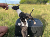 Photos supplémentaires: Bull Terrier miniature FCI