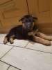 Photo №3. Magnifiques chiots berger allemand. La finlande