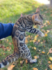 Photos supplémentaires: Magnifique garçon bengal pour l'élevage ou les animaux de compagnie