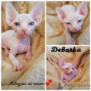 Photo №3. Chatons Sphynx. Fédération de Russie