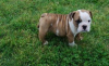 Photo №1. bulldog anglais - à vendre en ville de Freising | 350€ | Annonce №103855