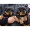 Photo №1. rottweiler - à vendre en ville de Aachen | 350€ | Annonce №103860