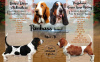 Photos supplémentaires: Chiots Basset Hound