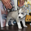 Photos supplémentaires: Chiots Husky sibérien