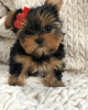 Photo №1. yorkshire terrier - à vendre en ville de Debrecen | négocié | Annonce №110166