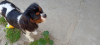 Photo №1. cavalier king charles spaniel - à vendre en ville de Kiev | 1522€ | Annonce №11623