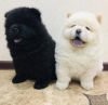 Photo №1. chow-chow - à vendre en ville de Stockholm | 237€ | Annonce №117972