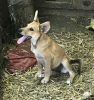 Photo №2 de l'annonce № 7506 de la vente chien bâtard - acheter à Fédération de Russie annonce privée