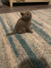 Photo №4. Je vais vendre british shorthair en ville de Алкмар. éleveur - prix - 300€