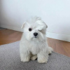 Photo №1. bichon maltais - à vendre en ville de Paris | négocié | Annonce №71043