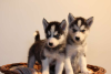 Photo №1. husky de sibérie - à vendre en ville de Братислава | négocié | Annonce №71117