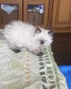 Photo №3. Chaton Ragdoll. Allemagne