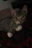 Photo №3. Stepan, chaton affectueux de 3 mois, entre de bonnes mains. Fédération de Russie