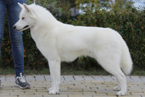 Photo №1. Service d'accouplement - race: husky de sibérie. Prix - 256€