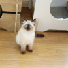 Photo №3. Sweet Loving Ragdoll Kittens pour vous. USA