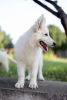 Photos supplémentaires: Chiots Berger Blanc Suisse à vendre