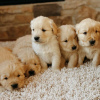 Photo №1. golden retriever - à vendre en ville de Амстердам | 360€ | Annonce №13820