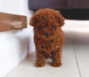 Photo №1. chien bâtard - à vendre en ville de Дортмунд | 245€ | Annonce №104076