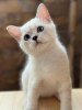 Photo №1. british shorthair - à vendre en ville de Belgrade | négocié | Annonce № 111057