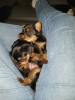 Photo №1. yorkshire terrier - à vendre en ville de Quickborn | 380€ | Annonce №107192