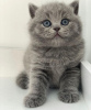 Photo №1. british shorthair - à vendre en ville de Berlin | 246€ | Annonce № 90832