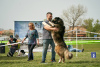 Photos supplémentaires: Chiots berger du Caucase