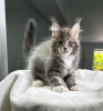 Photo №1. maine coon - à vendre en ville de Штутгарт | 350€ | Annonce № 114531